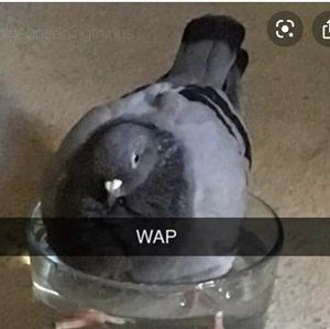 Meet your Posher, Brayden